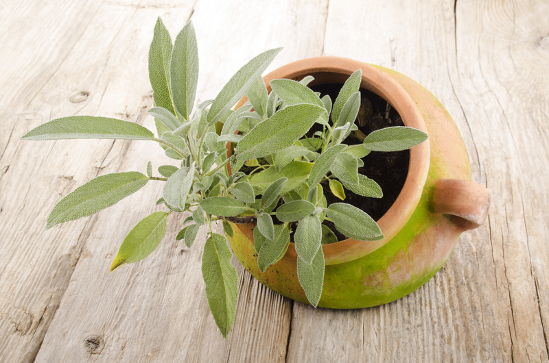 lawn care lawn maintenance